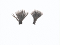 Telephora anthrocephala (Bull.:Fr.) Pers. , Blumenartiger Warzenpilz