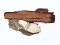 Trametes suaveolens Fr. , Anis-Tramete