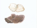Trametes suaveolens Fr. , Anis-Tramete
