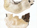 Trametes suavolens  Fr. , Anis-Tramete