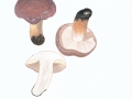 Tricholoma populinum J.E.Lange , Pappel-Ritterling