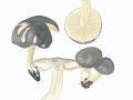 Tricholoma portentosum (Fr.) Quél. , Schwarfaseriger Ritterling , Schnee-Ritterling , Rußkopf