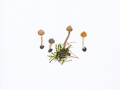 Tulostoma brumale Pers.:Pers. , Winter-Stielbovist , Zitzen-Stielbovist
