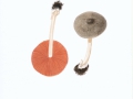 Volvariella caesiotincta P.D.Orton , Blaugraugetönter Scheidling