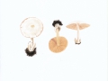 Volvariella murinella (Quél.) Courtec. , Mausgrauer Scheidling