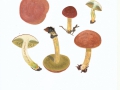Xerocomus armeniacus (Quél.) Quél. , Aprikosen-Röhrling