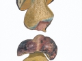 Imperator torosus (Fr. & Hök) Assyov, Bellanger et al. , Spätrötender Hexen-Röhrling , Ochsen-Röhrling