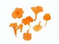 Cantharellus friesii Quél. , Samtiger Pfifferling , Fries'scher Pfifferling