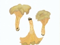 Craterellus melanoxeros  (Desm.) Pérez-de-Greg , Schwärzende Kraterelle NPH