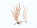Clavaria fumosa  Pers.: Fr. , Rauchgraues Keulchen , NPH