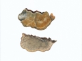 Funalia gallica (Fr.) Bondartsev & Singer , Braune Borstentramete
