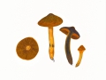 Cortinarius (Derm.) malicorius Fr. , Orangegrüner Hautkopf , NPH