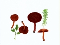 Cortinarius (Derm.) sanguineus  (Wulfen:Fr.) Fr. var. sanguineus , Blutroter Hautkopf , NPH
