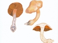 Cortinarius spec.