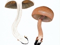 Cortinarius spec.  , NPH