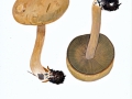 Cortinarius spec.  , NPH