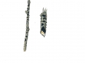 Cucurbitaria laburni (Pers.) de Not. , Goldregen-Mauerspore , NPH