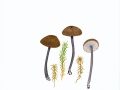 Entoloma asprellum (Fr.: Fr.) Fayod , Stahlblaustieliger Rötling , NPH