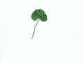 Entyloma ficariae  A.A. Fisch. Waldh.  auf Ranunculus ficaria L. (Scharbockskraut) , NPH