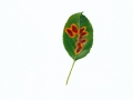 Gymnosporangium sabinae (Dickson) Winter , Birnengitterrost