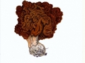 Gyromitra esculenta (Pers.) Fr. , Frühjahrs-Giftlorchel