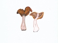 Gyromitra infula  (Schaeff.: Fr.) Quél. , Bischofsmütze , NPH