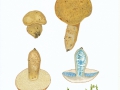 Gyroporus cyanescens (Bull.: Fr.) Quél. , Kornblumen-Röhrling ,  NPH