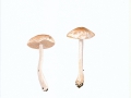 Hebeloma velutipes Bruchet , Flockenstieliger Fälbling ,  NPH