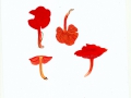 Hygrocybe miniata  (Fr.: Fr.) Kumm. var. miniata , Mennigroter Saftling , NPH