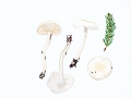 Hygrophorus piceae Kühner , Fichtenschneckling , NPH