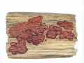 Hymenochaete subfuliginosa (Bourdot & Galzin) Hruby , Rotbraune Borstenscheibe , NPH