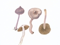 Inocybe  lilacina (Peck) Kauffmann , Lilaseidiger Risspilz , NPH