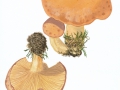Lactarius trivialis  Fr. , Nordischer Milchling , NPH