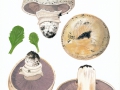 Agaricus bitorquis (Quél.) Sacc. var. bitorquis , Stadt-Egerling , Trottoir-Egerling