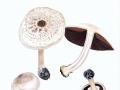 Agaricus moelleri Wasser , Perhuhn-Egerling