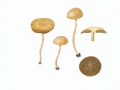 Agrocybe pediades (Fr.) Fayod , Raustieliger Ackerling , NPH