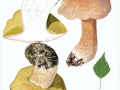 Boletus betulicola (Vassilkov) Pilát & Dermek , Birken-Steinpilz