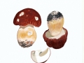 Boletus pinophilus  Pilát & Dermek , Kiefern-Steinpilz