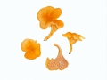 Cantharellus friesii  Quél. , Samtiger Pfifferling , Fries'scher Pfifferling , NPH