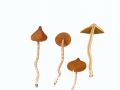 Cortinarius (Tel.) acutus (Pers.:Fr.) Fr. , Spitzer Wasserkopf , NPH