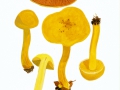 Cortinarius (Phleg.) alcalinophilus Rob. Henry , Leoparden-Klumpfuß , Fuchsiger Klumpfuß