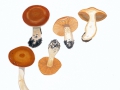 Cortinarius (Tel.) armeniacus (Schaeff.:Fr.) Fr. , Aprikosen-Klumpfuß