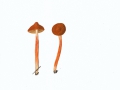Cortinarius (Derm.) croceoconus Fr. , Safrankegeliger Hautkopf