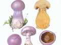 Cortinarius (Ser.) traganus (Fr.:Fr.) Fr. , Lila-Dickfuß