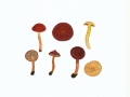 Cortinarius (Derm.) uliginosus  Berk. , Kupferroter Hautkopf , Moor-Hautkopf , Gewöhnlicher Weiden-Hautkopf , NPH