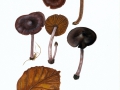Cortinarius (Tel.) vernus Lindström & Melot , Rosastieliger Frühlings-Wasserkopf ,  ,  NPH