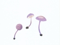 Cystolepiota bucknallii (Berk. & Broome) Singer & Clémencon , Lila Mehlschirmling , Lilafarbener Skatol-Mehlschirmling
