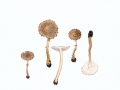 Lepiota aspera (Pers.: Fr.) Quél.  , Igel-Stachelschirmling