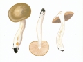 Entoloma clypeatum (L.) Kumm. , Schild-Rötling