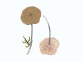 Entoloma glaucobasis  Noordel. , Buntstieliger Rötling , NPH